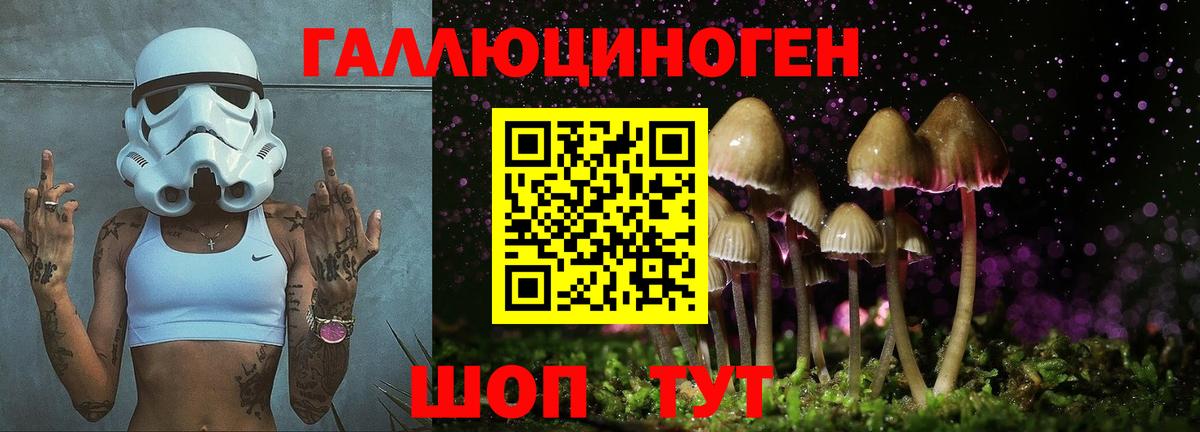 Псилоцибиновые грибы GOLDEN TEACHER Топки